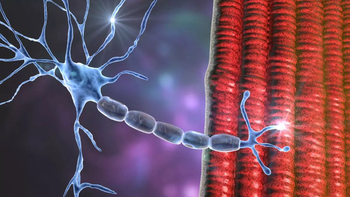 neuronas motoras
