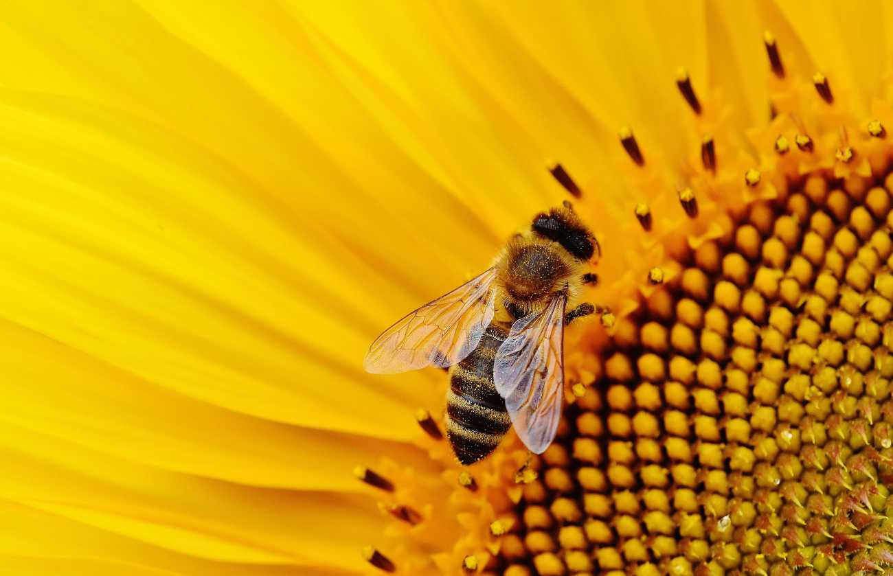 Abeille ouvrière qui butine une fleur