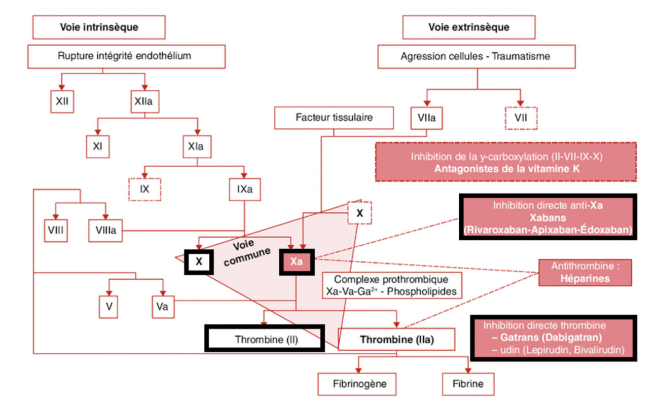 Figure 3 : mode d’action dans la cascade de coagulation