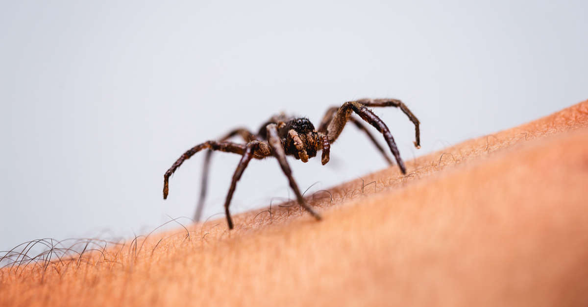 Conduite à tenir face à une piqûre d'araignée | Le Guide Santé
