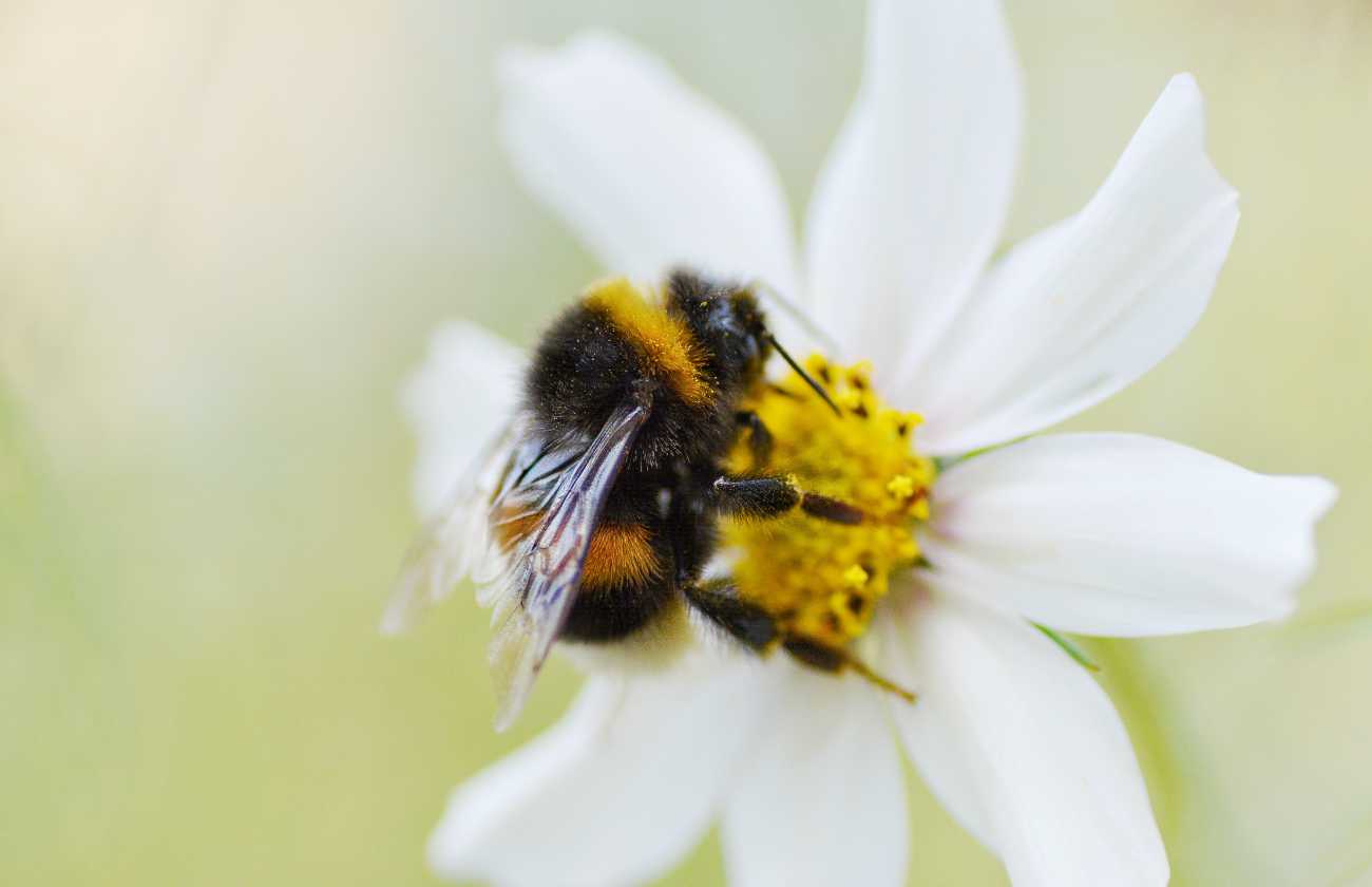 Bourdon qui butine une fleur