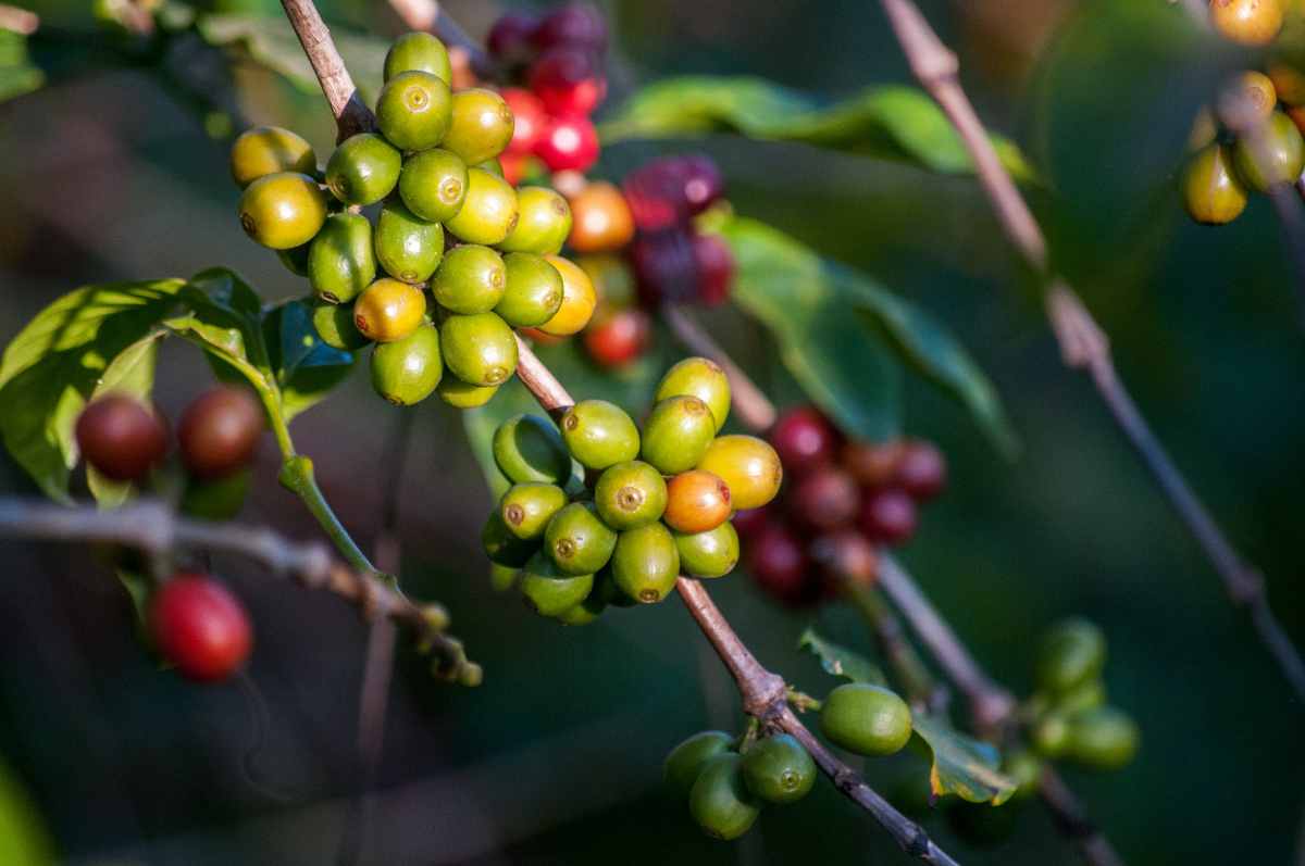 Cerises de café 