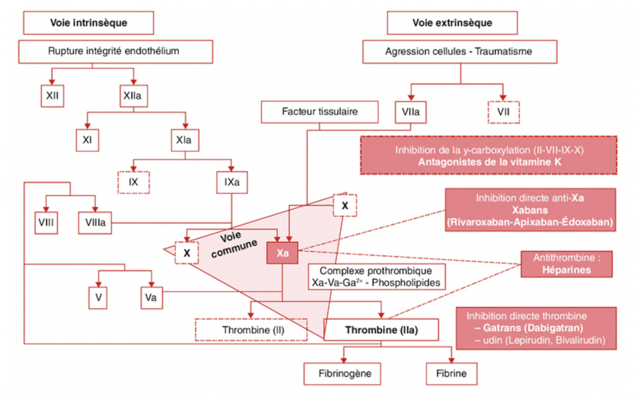 fig. 1 : coagulation repose sur un système de cascade enzymatique