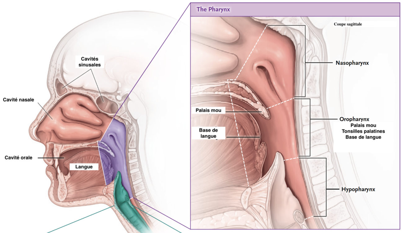 Structures pouvant favoriser le syndrome d’apnée du sommeil