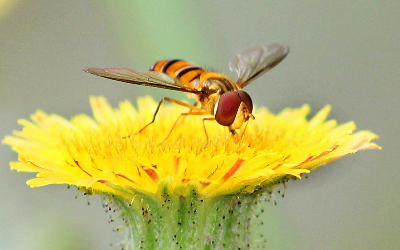 Un frelon sur une fleur