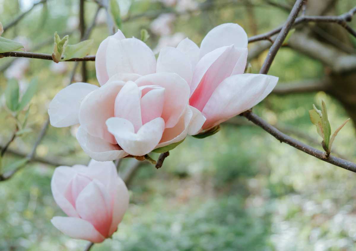 Magnolia : tisane d’écorce de magnolia