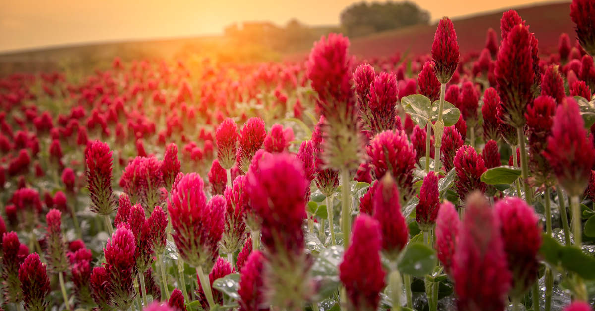 Ménopause et traitements naturels