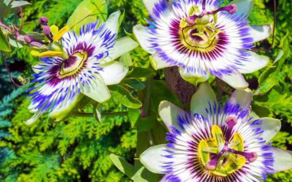 Passiflore : tisane de fleurs de passiflore
