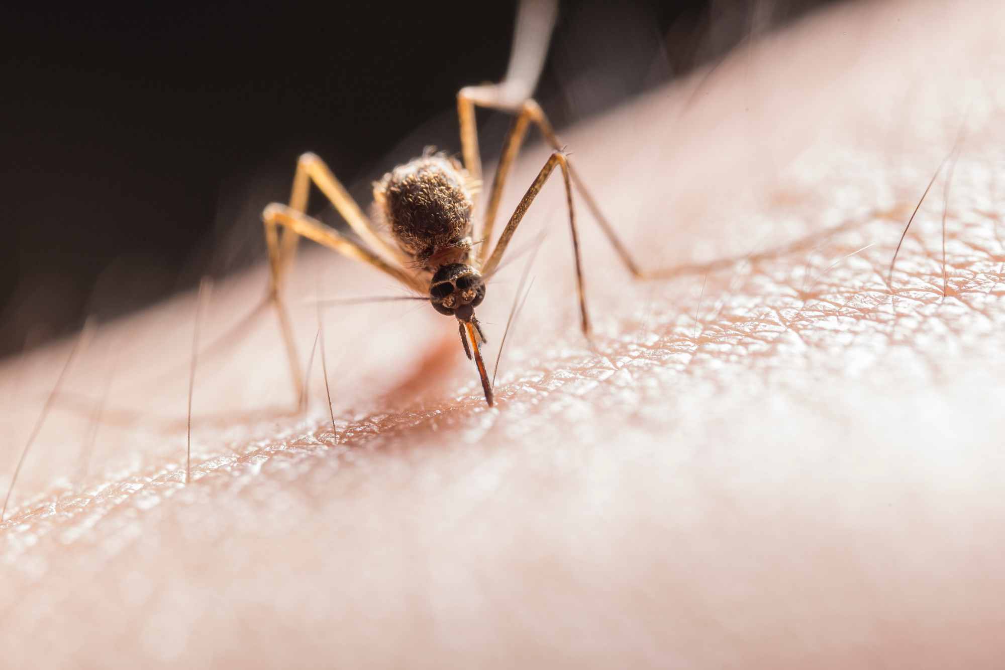Comment reconnaitre et traiter une piqûre d'insecte ? | Le Guide Santé