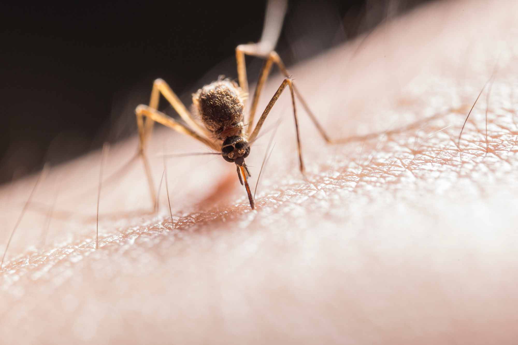 Comment Reconnaitre Et Traiter Une Piqure D Insecte Le Guide Sante