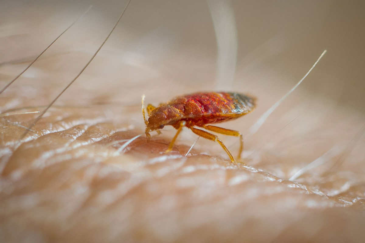 Comment Éradiquer les Punaises de Lit Avec de la Terre de Diatomée.