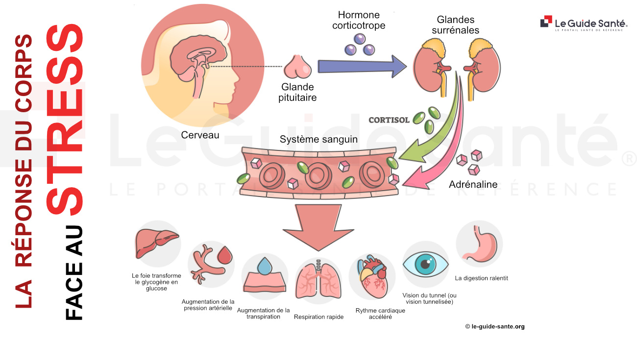 Réponse du corps face au stress