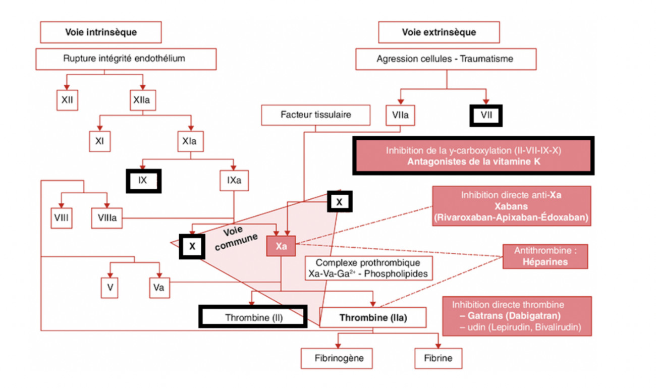 fig. 2 : différents stades d’action des AVK au sein de la coagulation du sang
