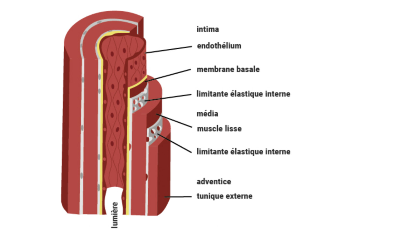 Tuniques de l'aorte