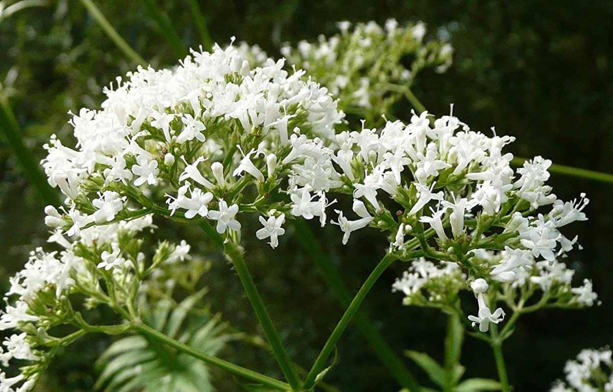 Valériane : tisane de racine de valériane pour une nuit calme