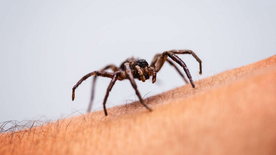Morsure d'araignée sur le bras