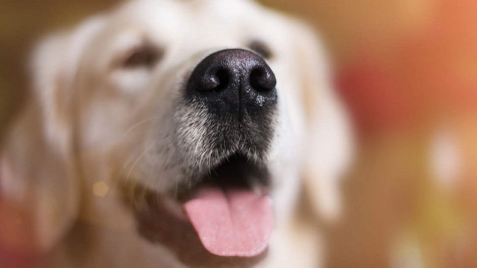 Odorologie canine et cancer du sein