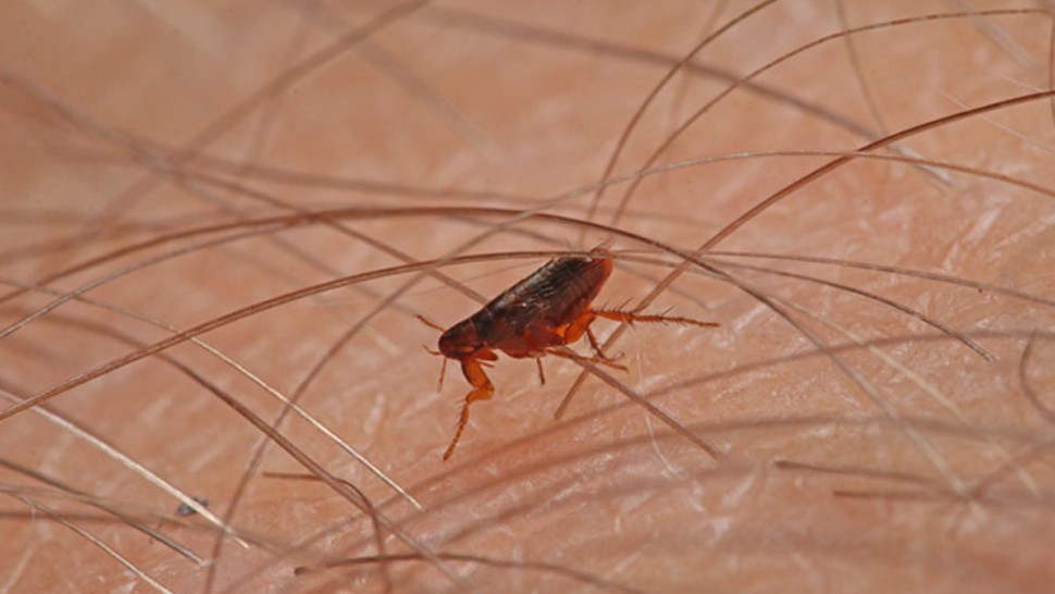 Une puce sur de la peau humaine