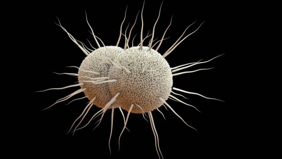 Neisseria gonorrhoeae