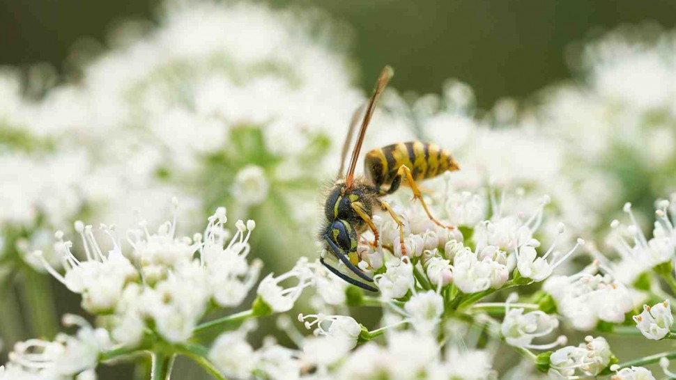 Une guêpe qui butine des fleurs