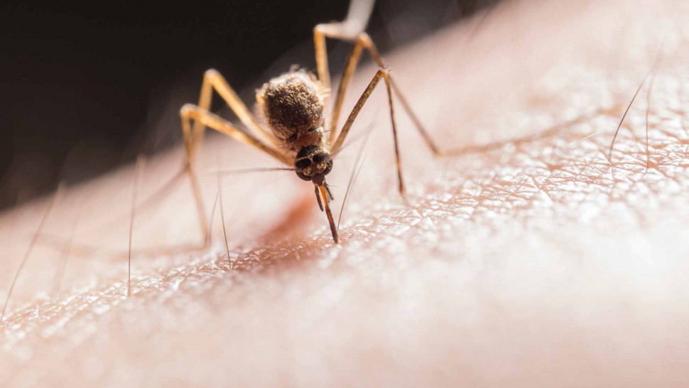 Un moustique pique la peau d'une personne