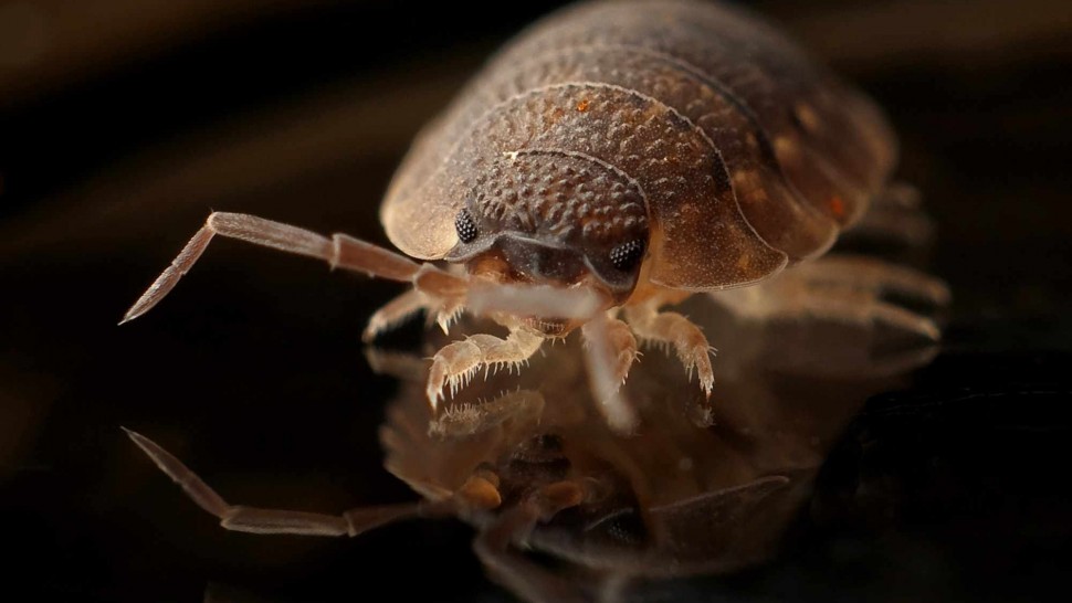 Punaise de lit vue au microscope