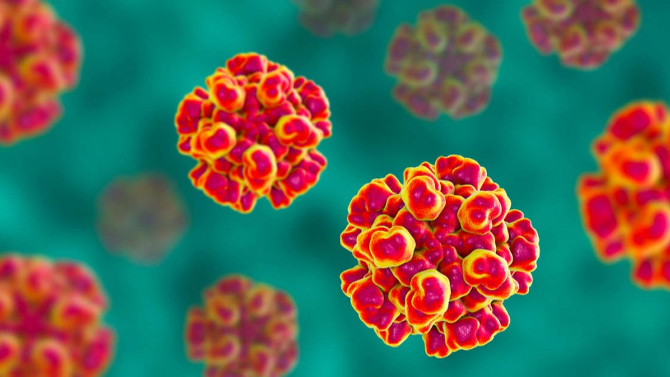 Virus hépatite E