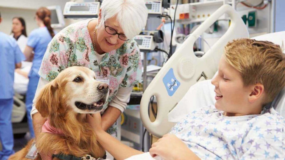 Séance de zoothérapie canine d'un enfant hospitalisé 