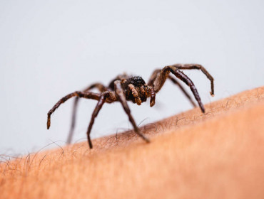 Morsure d'araignée sur le bras