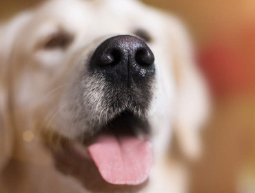 Odorologie canine et cancer du sein