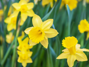 Champ de jonquilles