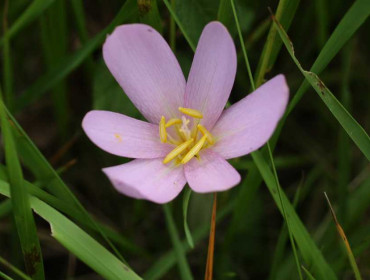 Photo d'une colchique ou crocus d'automne