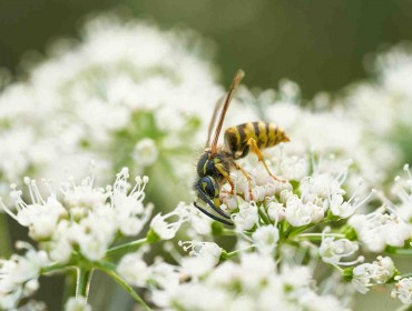 Une guêpe qui butine des fleurs