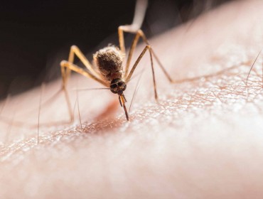 Un moustique pique la peau d'une personne