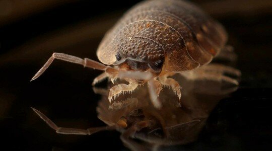 Punaise de lit vue au microscope